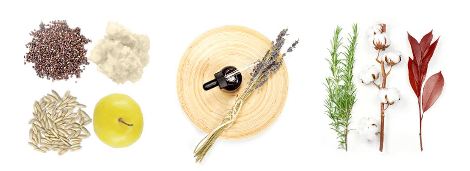Raccolta di semi e piante officinali per grafica